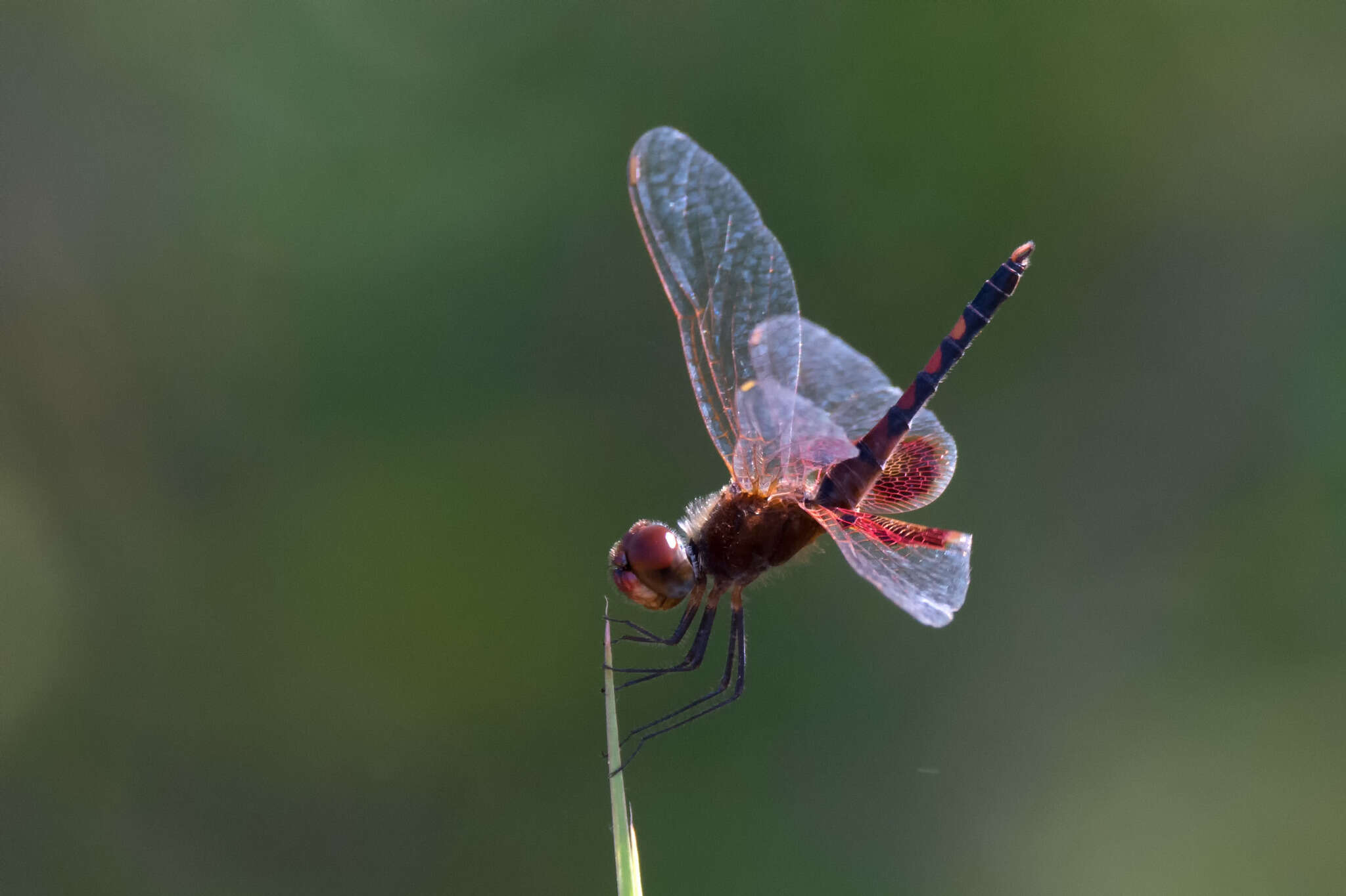 Imagem de Celithemis amanda (Hagen 1861)