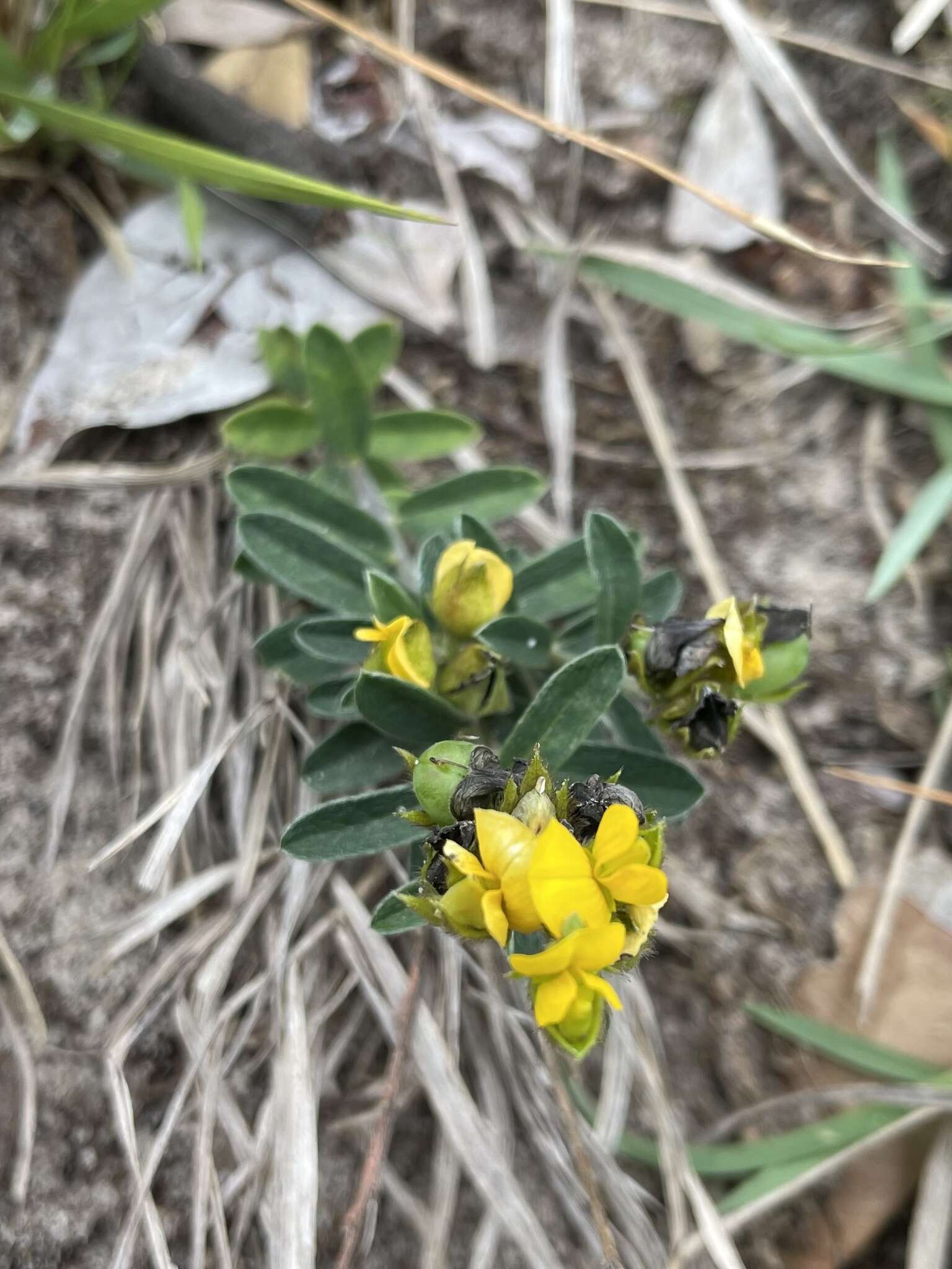 Слика од Crotalaria brevis Domin