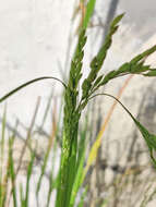 Image of rice