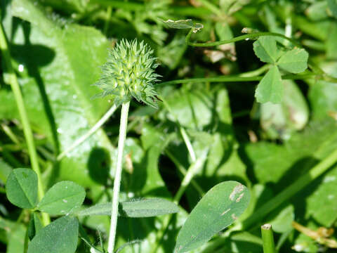 Image of sea clover