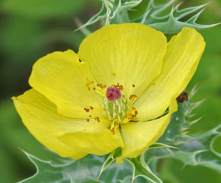 Image of Mexican pricklypoppy