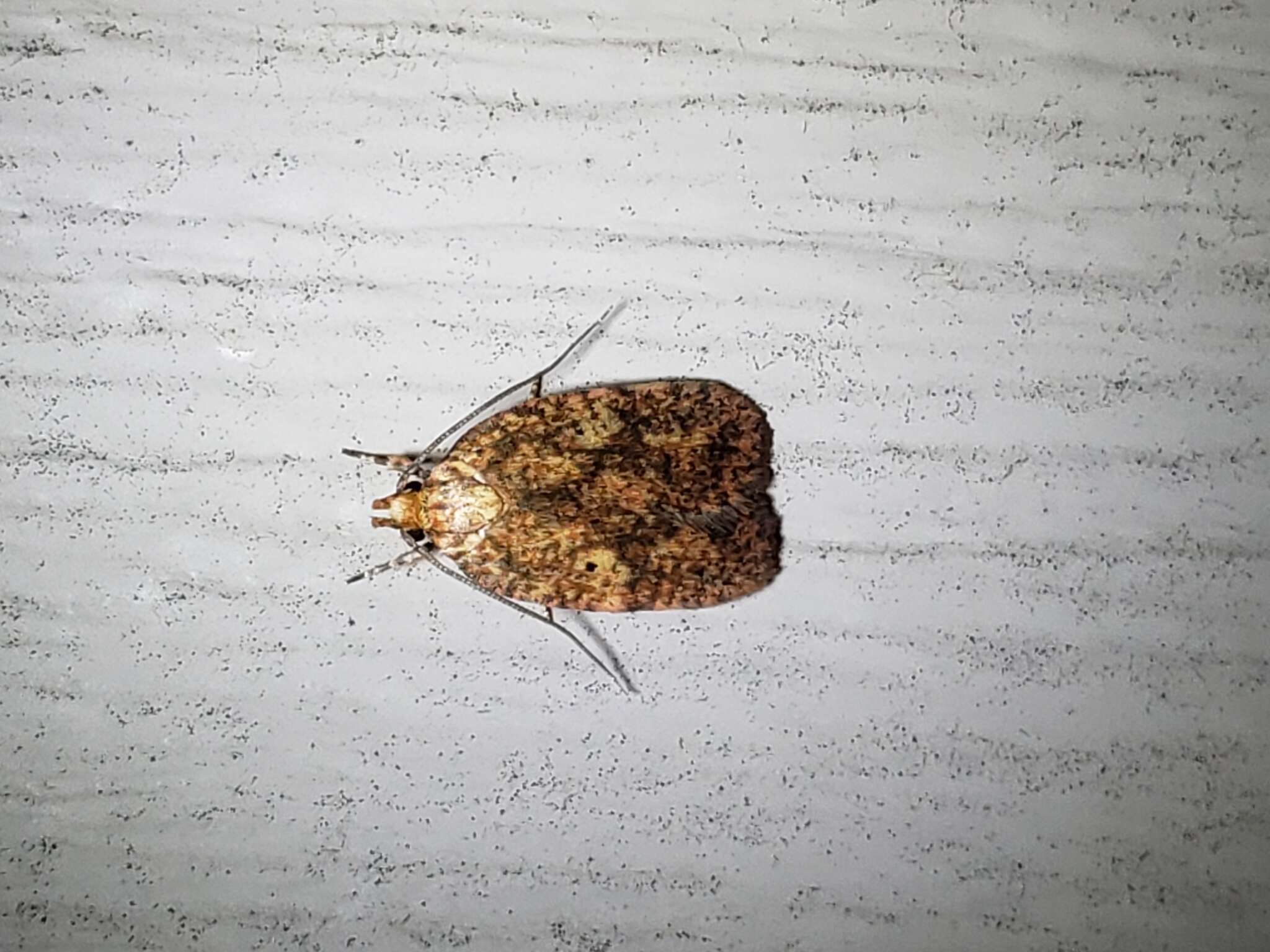 Image of Four-dotted Agonopterix