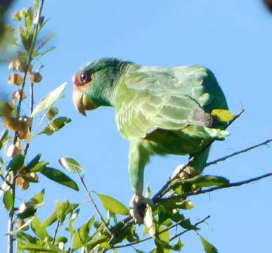 Image of Amazona albifrons saltuensis Nelson 1899