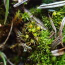 Image of <i>Weissia angustifolia</i> Mitt.