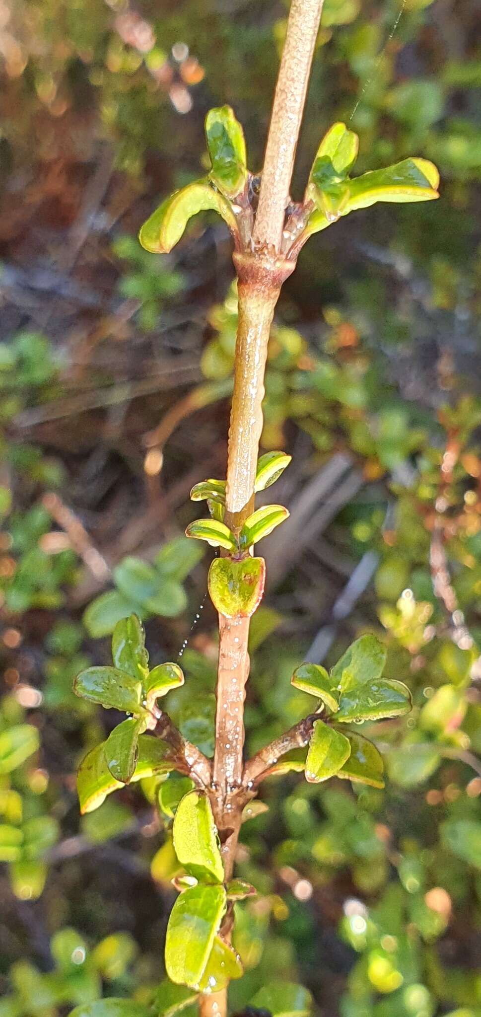 Image of Coprosma crenulata W. R. B. Oliv.