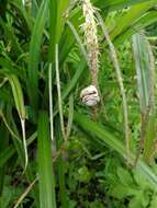 Image of White-lipped banded snail