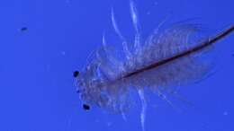 Image of Mono Lake Brine Shrimp