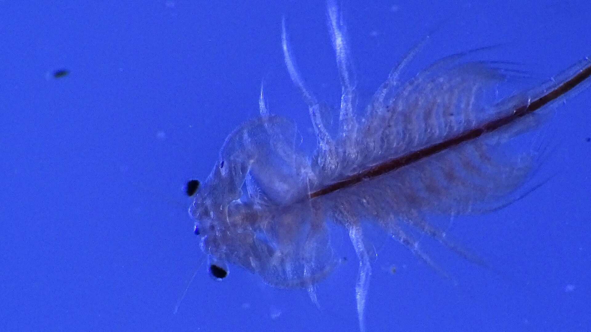 brine shrimps media - Encyclopedia of Life