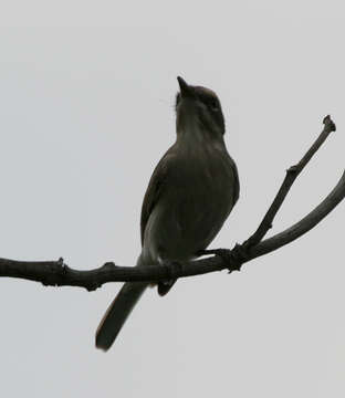 Tephrodornis pondicerianus (Gmelin & JF 1789)的圖片