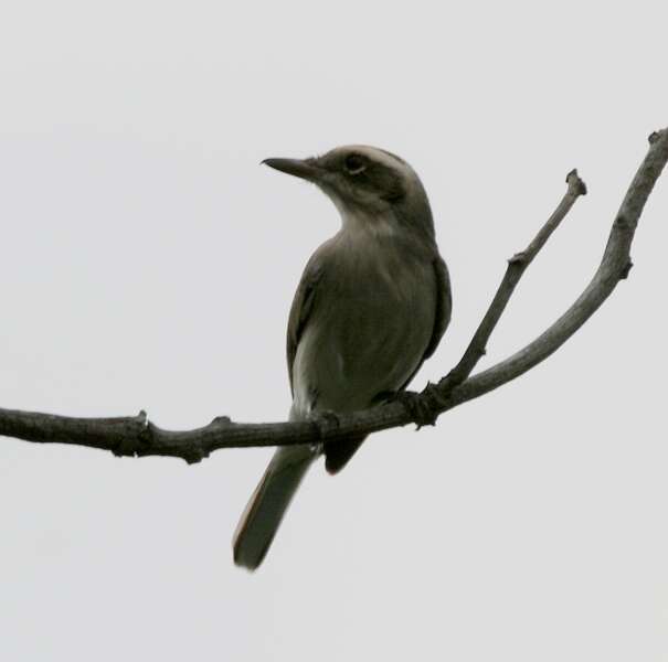 Tephrodornis pondicerianus (Gmelin & JF 1789)的圖片