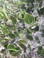 Image of Cassine peragua subsp. barbara (L.) R. H. Archer
