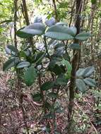 Image of Garcinia humilis (Vahl) C. D. Adams