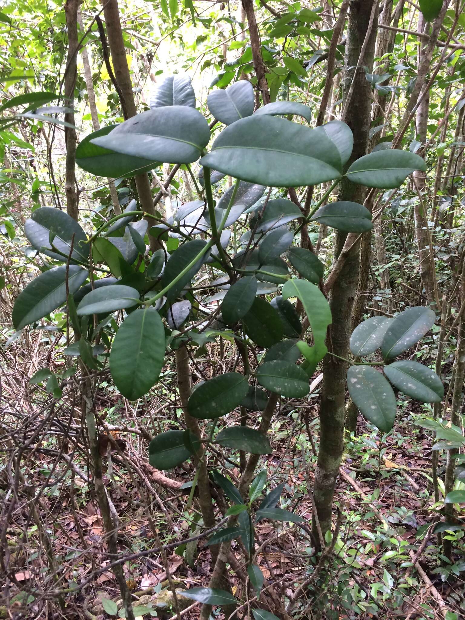 Image of Garcinia humilis (Vahl) C. D. Adams