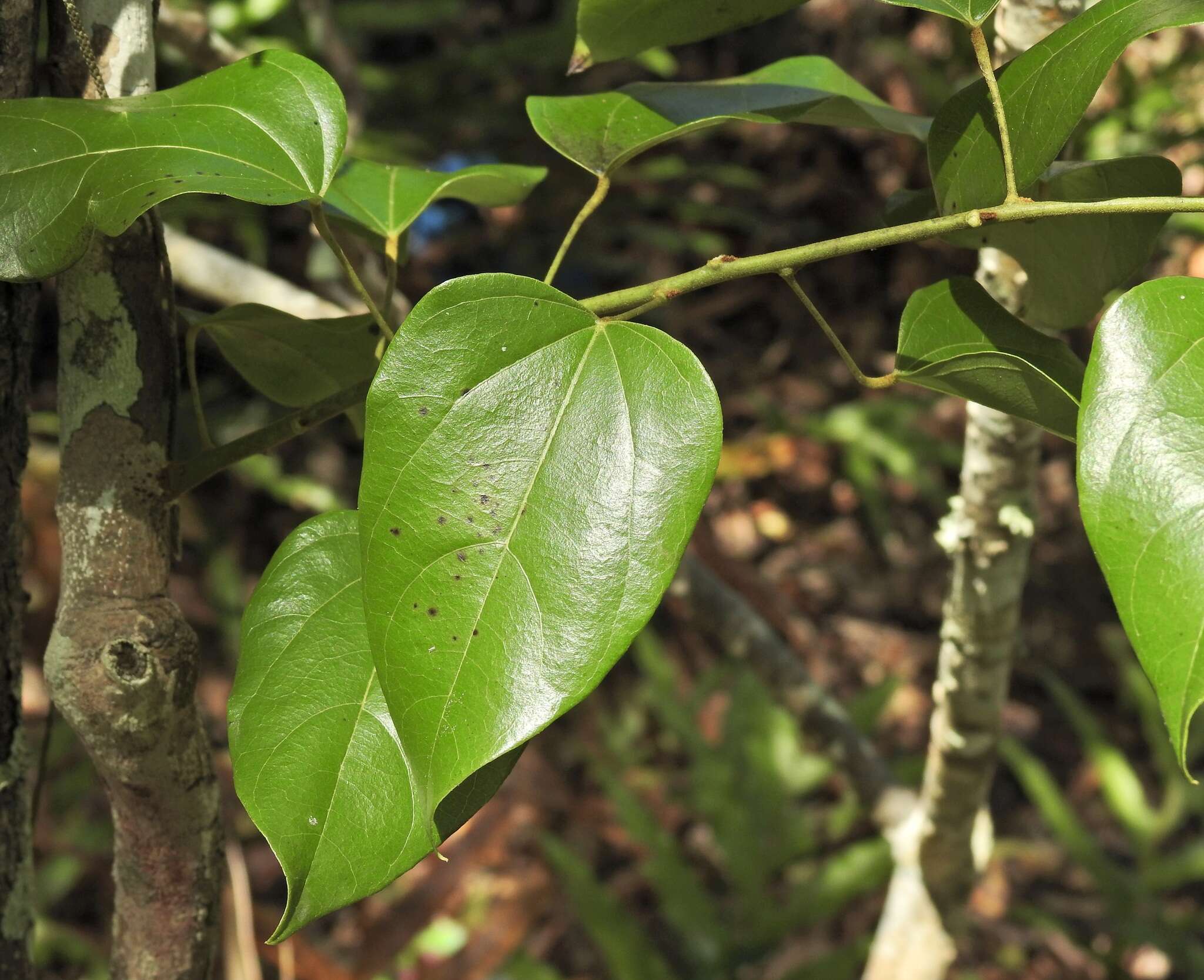 Image of Pachygone ovata (Poir.) J. D. Hook. & Thompson