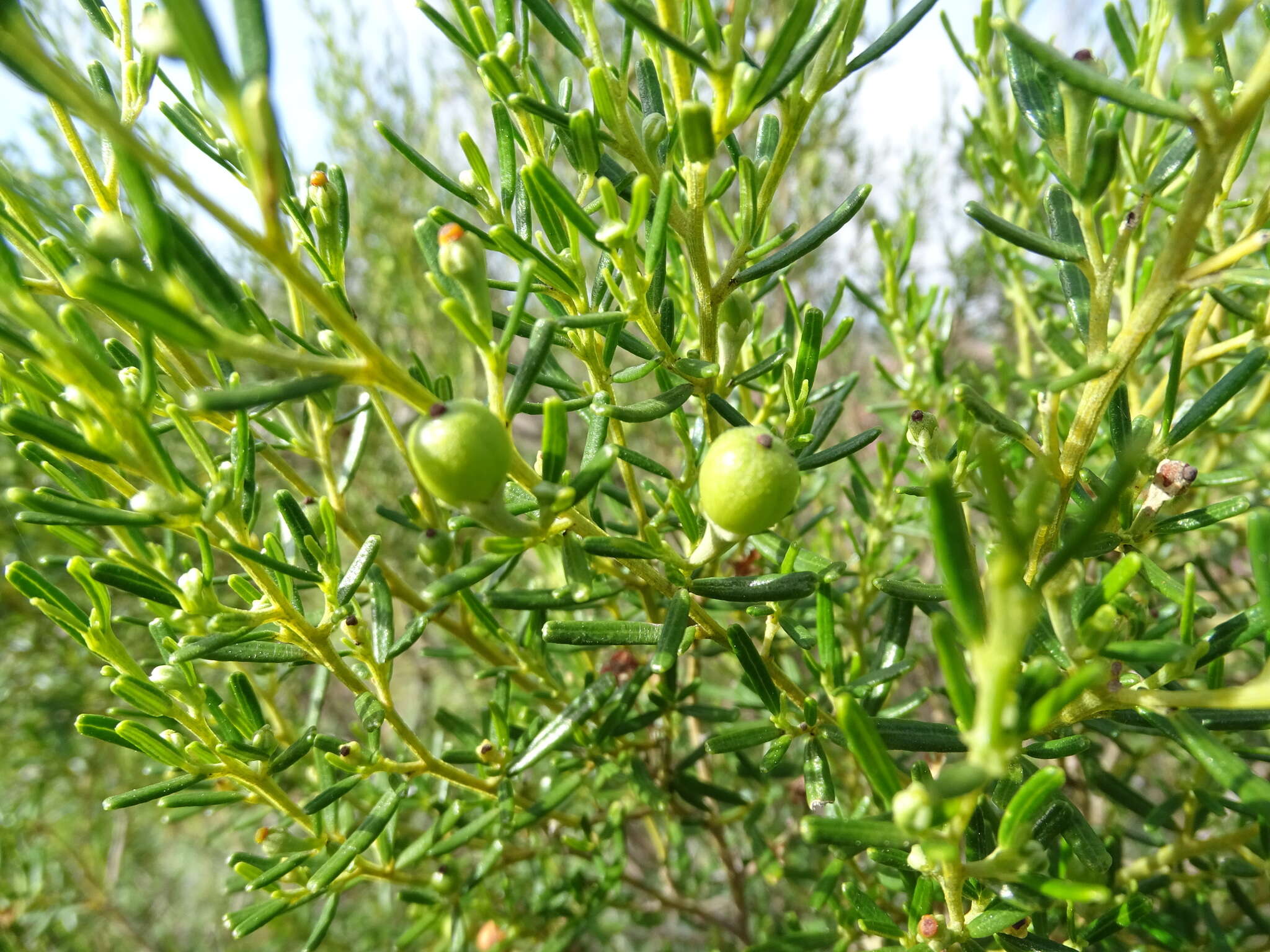 Sivun Beyeria lechenaultii (DC.) Baill. kuva