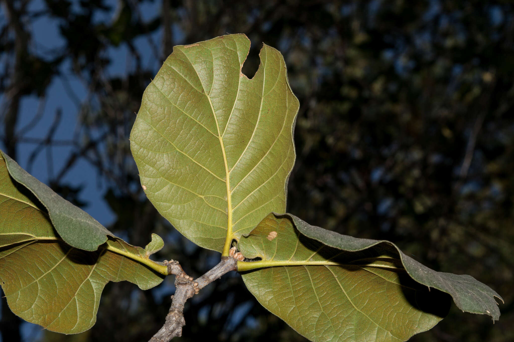 Imagem de Quercus radiata Trel.