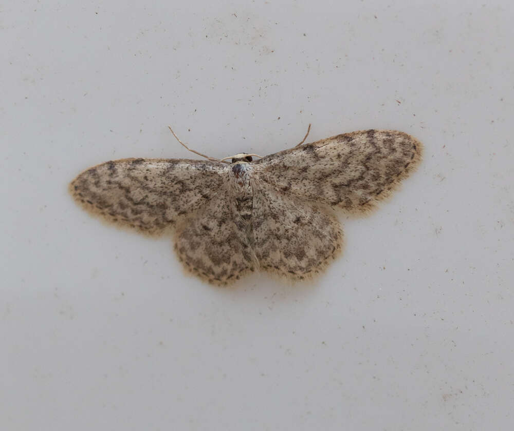 صورة Idaea typicata Guenée 1858