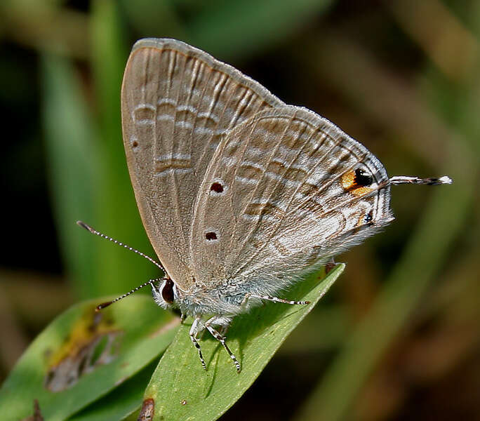 Imagem de Catochrysops strabo (Fabricius 1793)