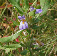 Image of Hygrophila schulli (Buch.-Ham.) M. R. Almeida & S. M. Almeida