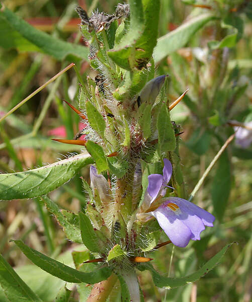 Image of Hygrophila schulli (Buch.-Ham.) M. R. Almeida & S. M. Almeida