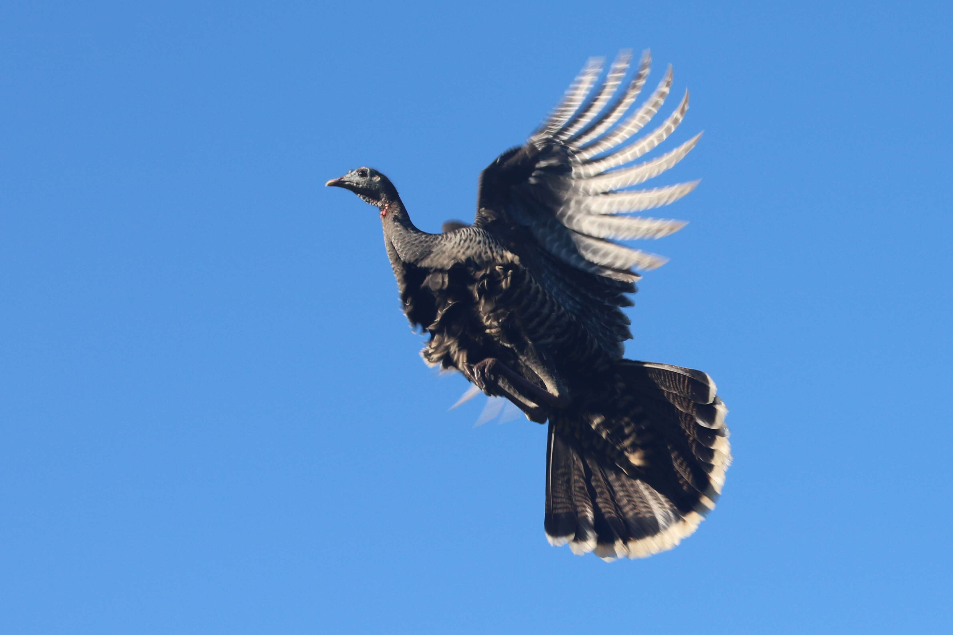 Imagem de Meleagris gallopavo Linnaeus 1758