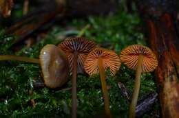 Image of Golden-edge Bonnet