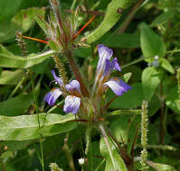 Image of Hygrophila schulli (Buch.-Ham.) M. R. Almeida & S. M. Almeida