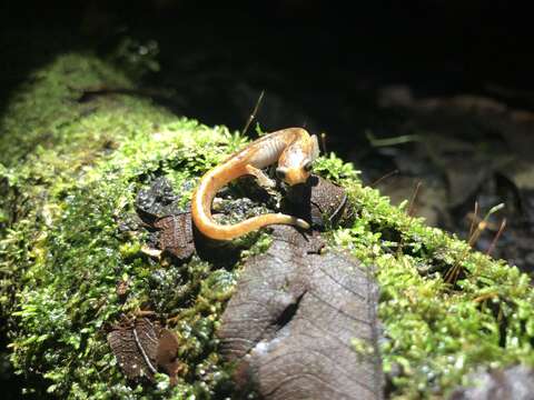 Image of Bolitoglossa peruviana (Boulenger 1883)