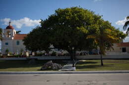 Image of ceiba