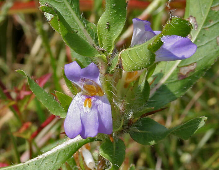 Image of Hygrophila schulli (Buch.-Ham.) M. R. Almeida & S. M. Almeida