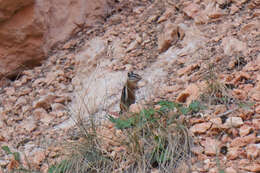 Image of Uinta Chipmunk