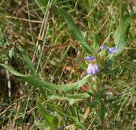 Image of Hygrophila schulli (Buch.-Ham.) M. R. Almeida & S. M. Almeida