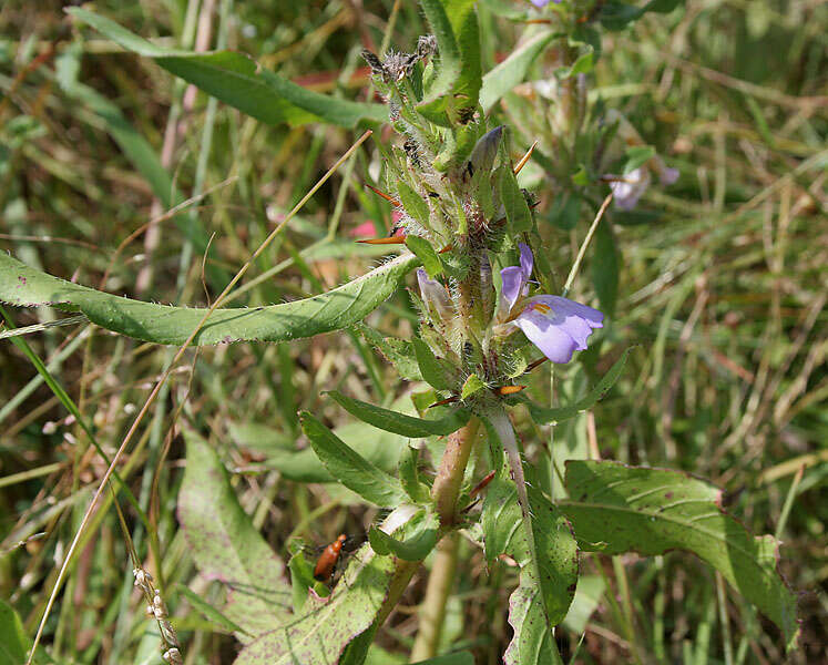 Image of Hygrophila schulli (Buch.-Ham.) M. R. Almeida & S. M. Almeida