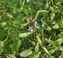 Image of Hygrophila schulli (Buch.-Ham.) M. R. Almeida & S. M. Almeida