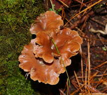 Image of Lentinellus tasmanicus R. H. Petersen 2004