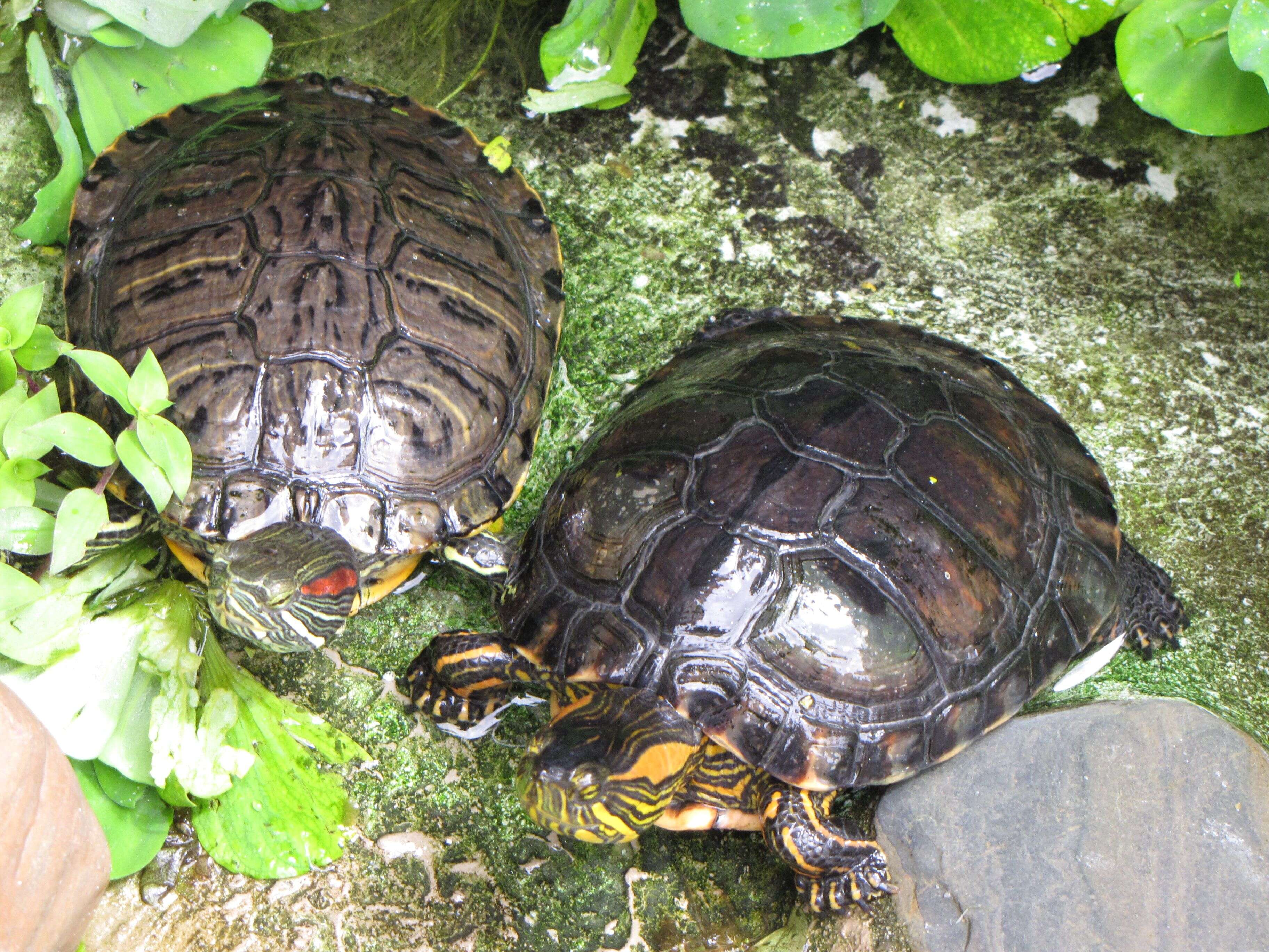 Image of yellow-bellied slider