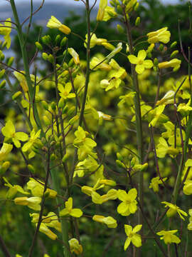 Plancia ëd Brassica oleracea var. oleracea