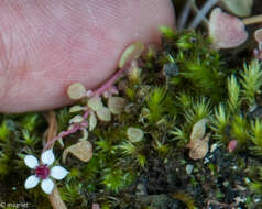 Image of Crassula dentata Thunb.