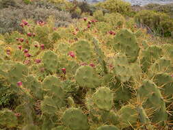 Image of Opuntia dillenii