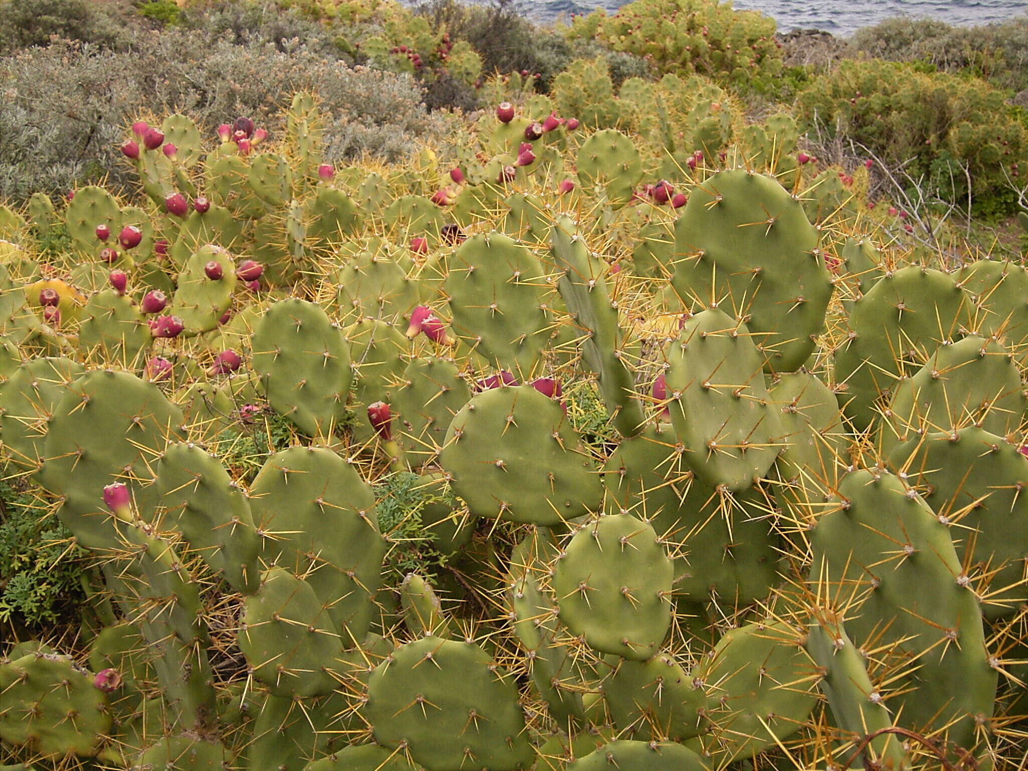 Image of Opuntia dillenii