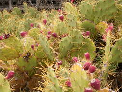 Image of Opuntia dillenii