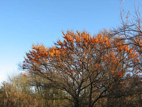 Image of Sea-buckthorn