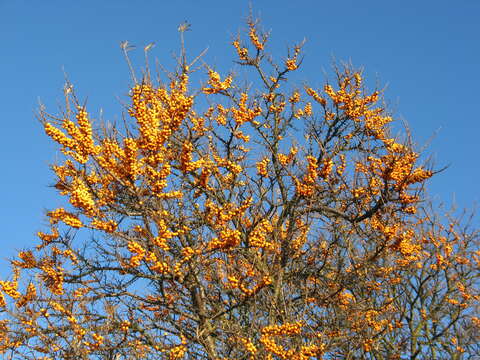 Image of Sea-buckthorn