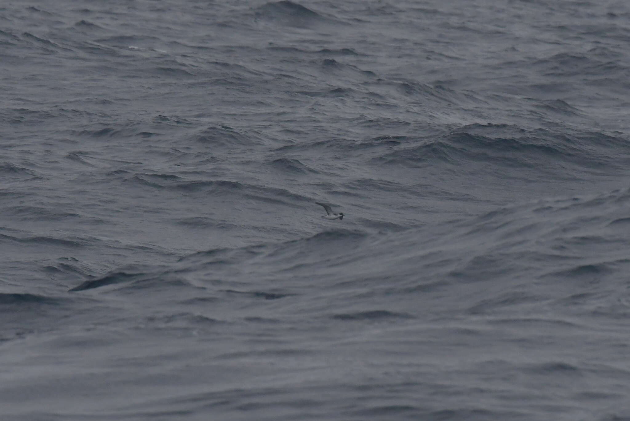 Image of Subantarctic Shearwater