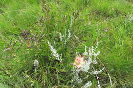 Image of Protea simplex E. Phillips