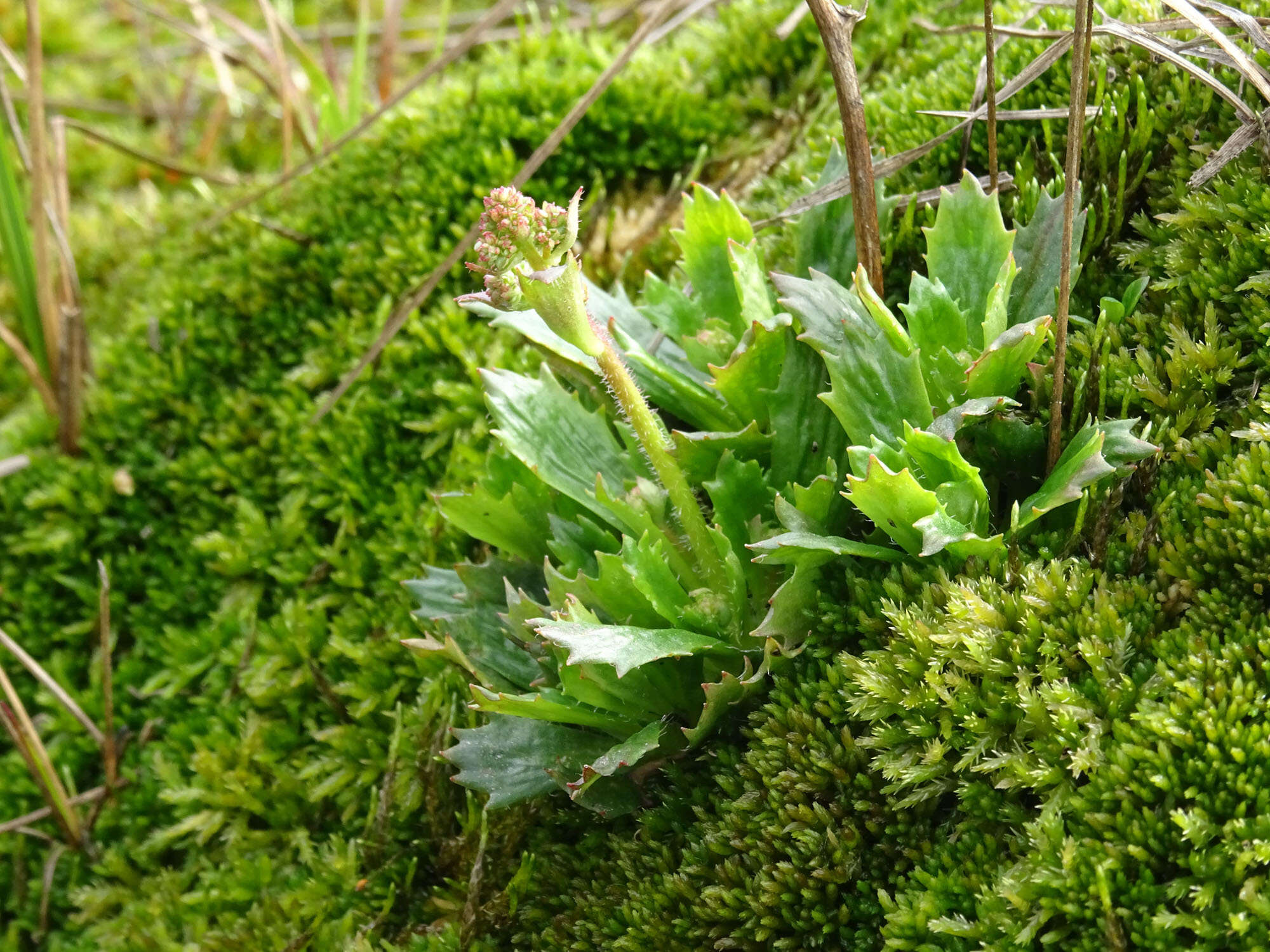 Image of Micranthes nivalis (L.) Small