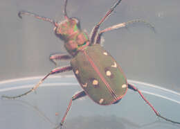 Image of Cicindela (Cicindela) maroccana pseudomaroccana Roeschke 1891