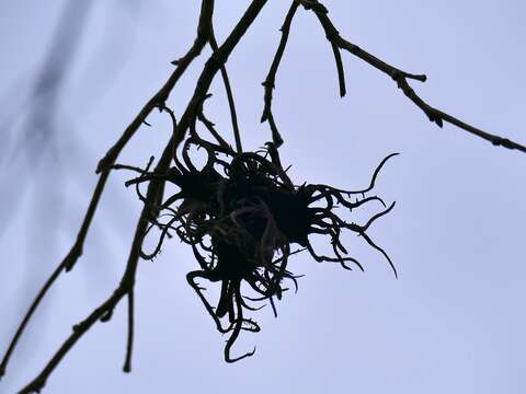 Image of Turkish Hazel