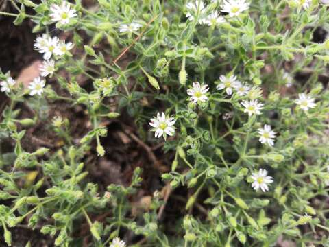 Image of Stellaria dichotoma L.