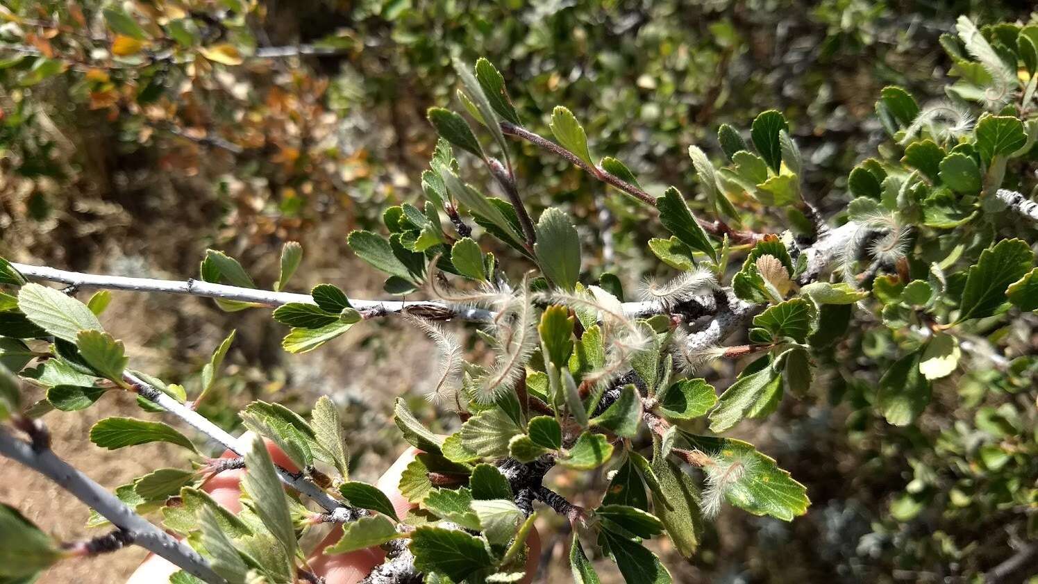 Слика од Cercocarpus montanus Raf.